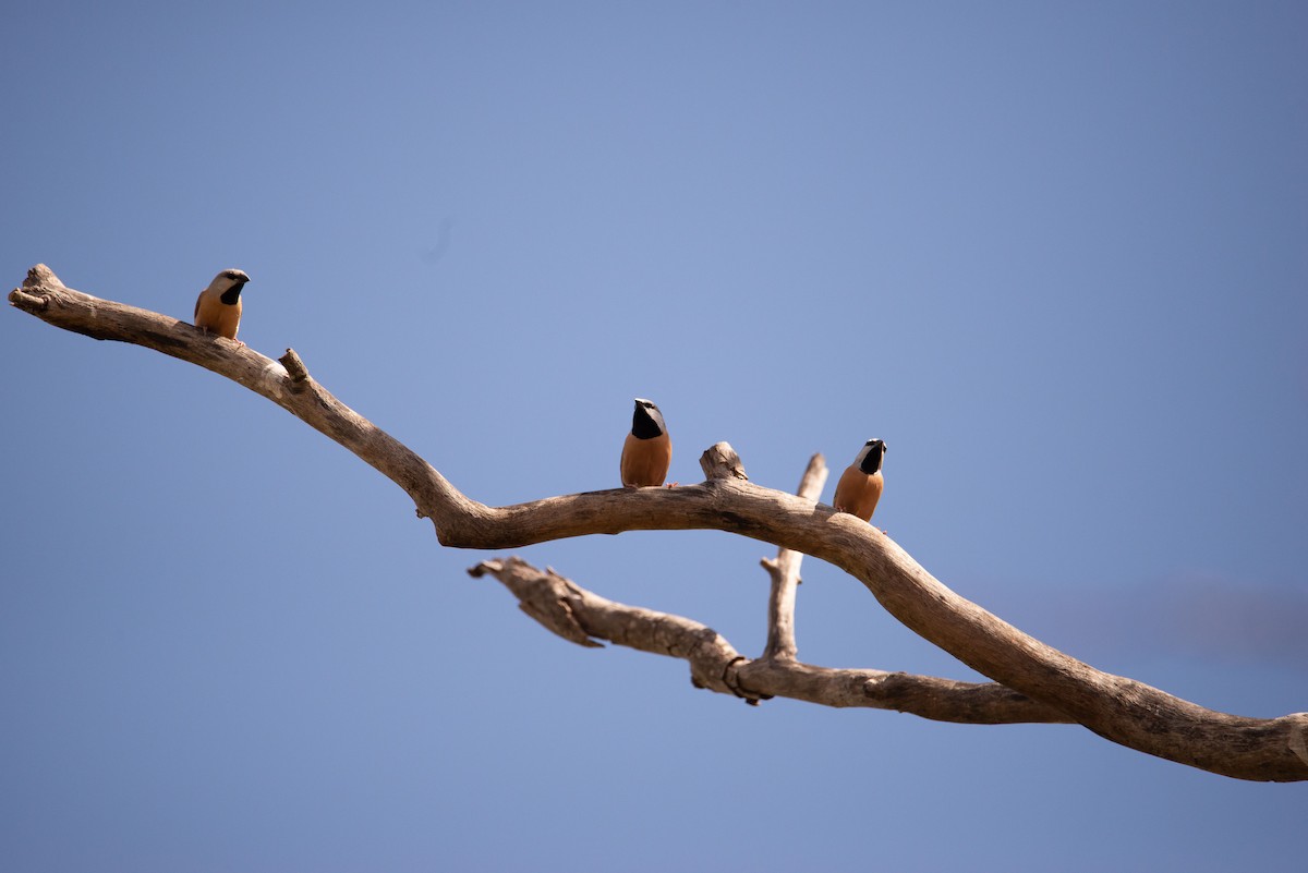 Black-throated Finch - ML251209251