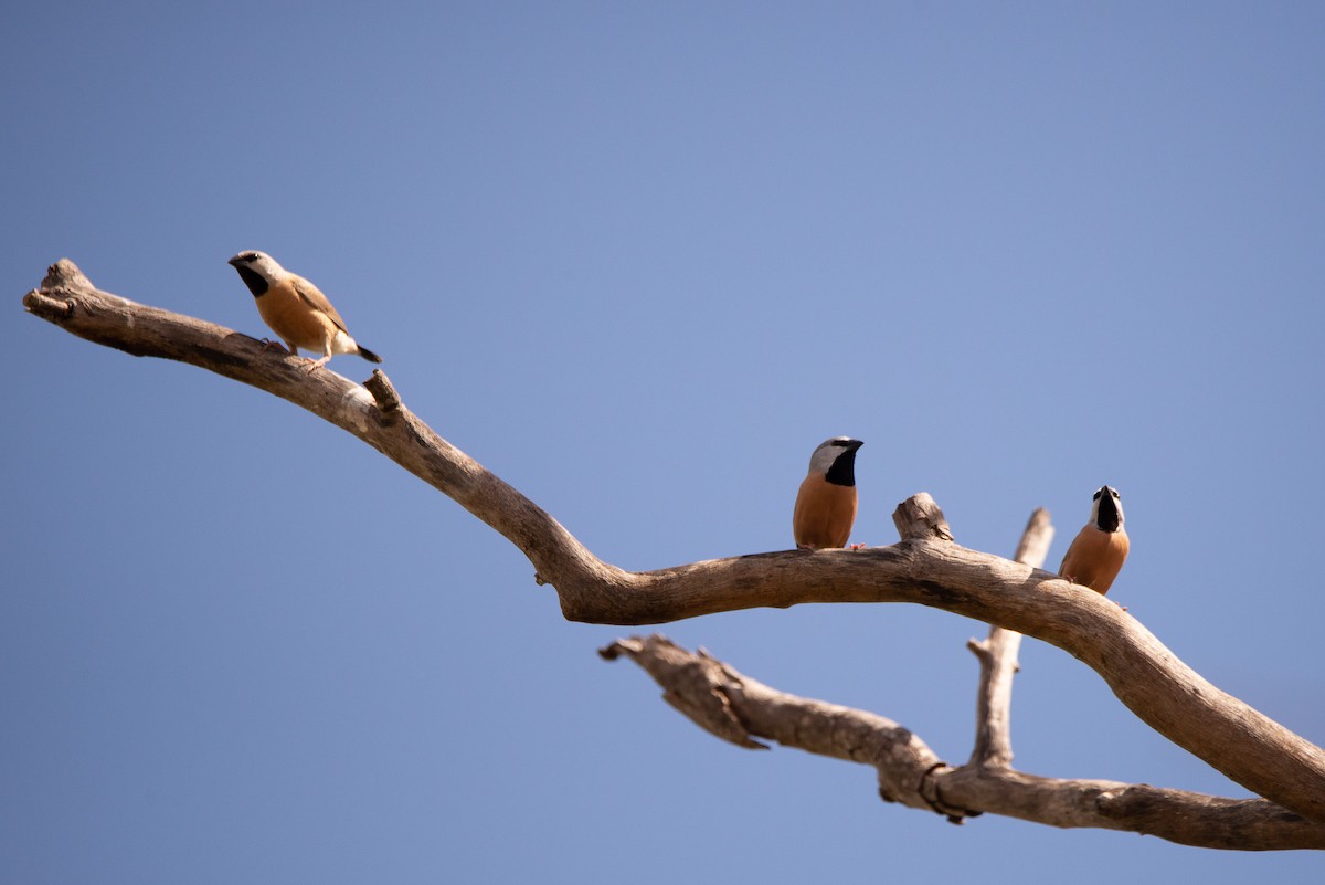 Black-throated Finch - ML251209281