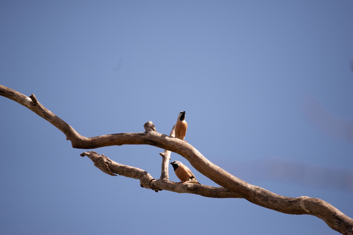 Black-throated Finch - ML251209291
