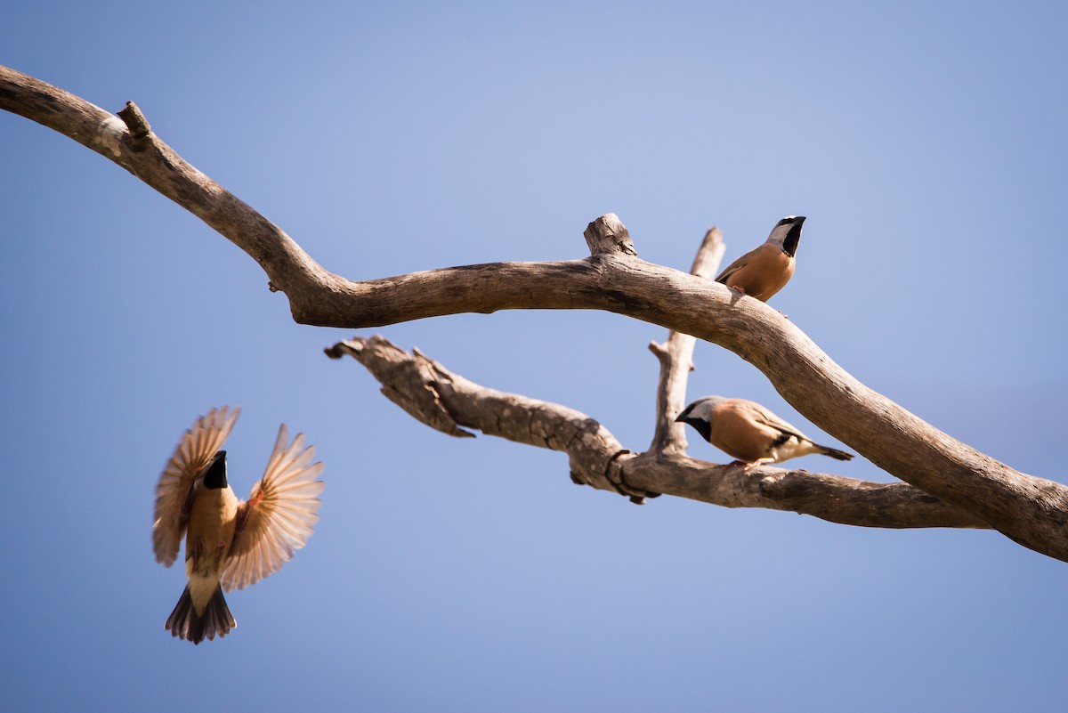 Black-throated Finch - ML251209301