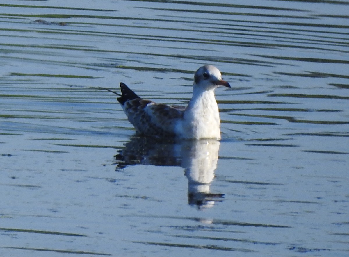 Black-headed Gull - Igor Kozytsky