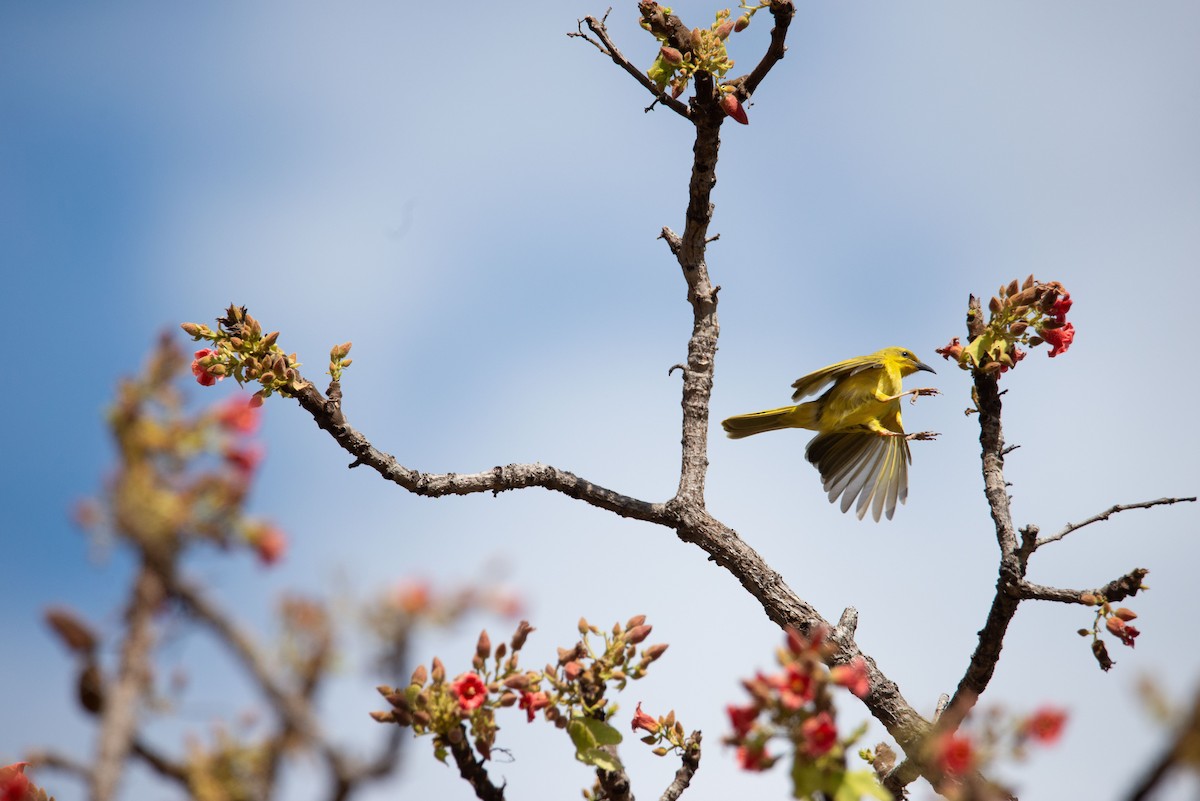 Yellow Honeyeater - ML251210451
