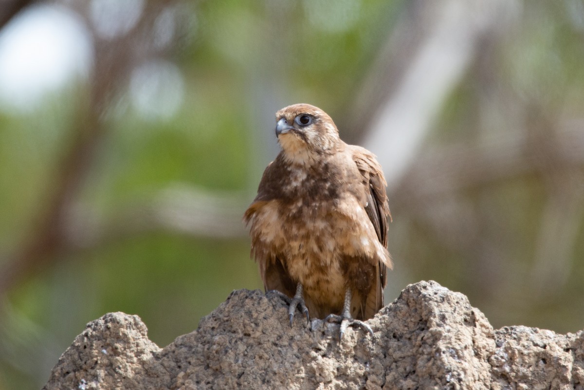 Brown Falcon - ML251210471