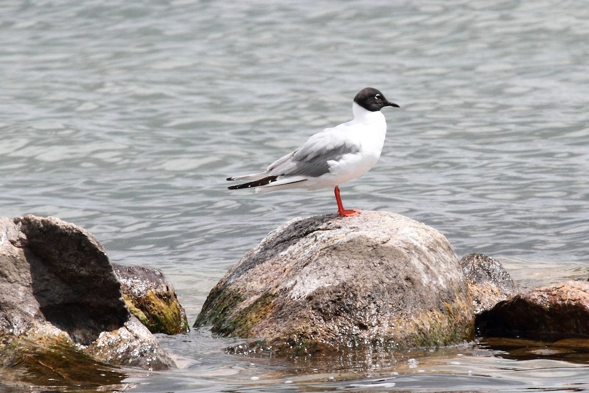 Bonaparte's Gull - ML251211111