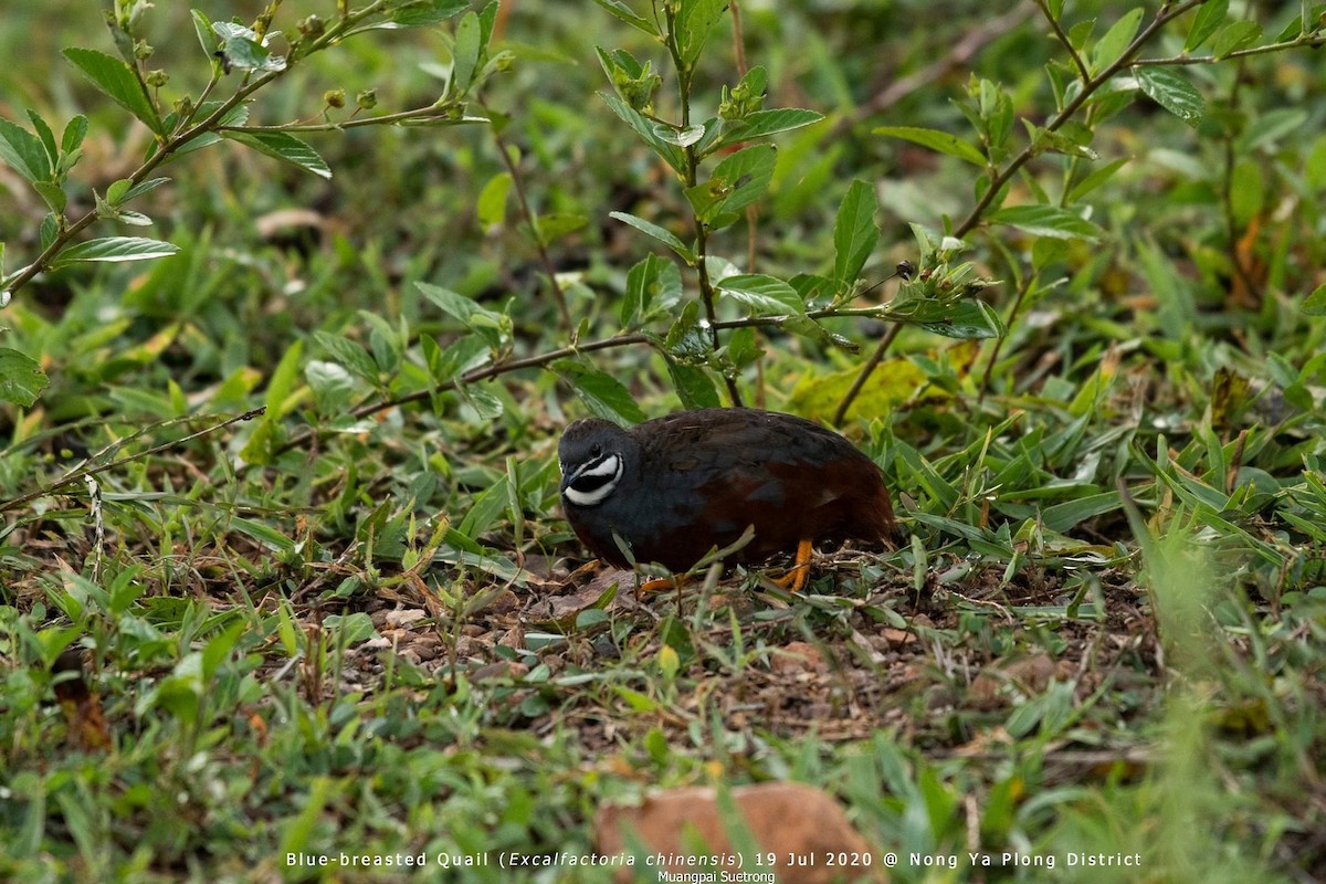 Blue-breasted Quail - Muangpai Suetrong