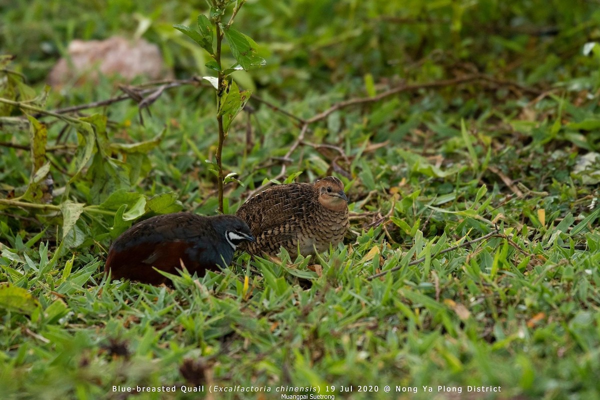 Blue-breasted Quail - ML251211621