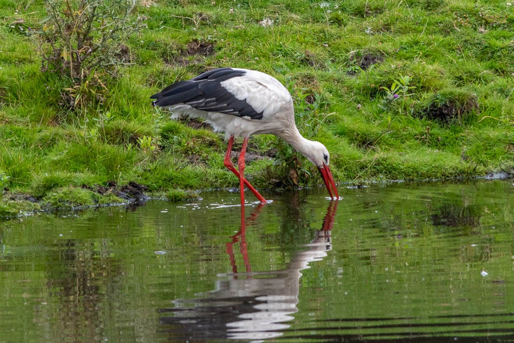 White Stork - ML251212131