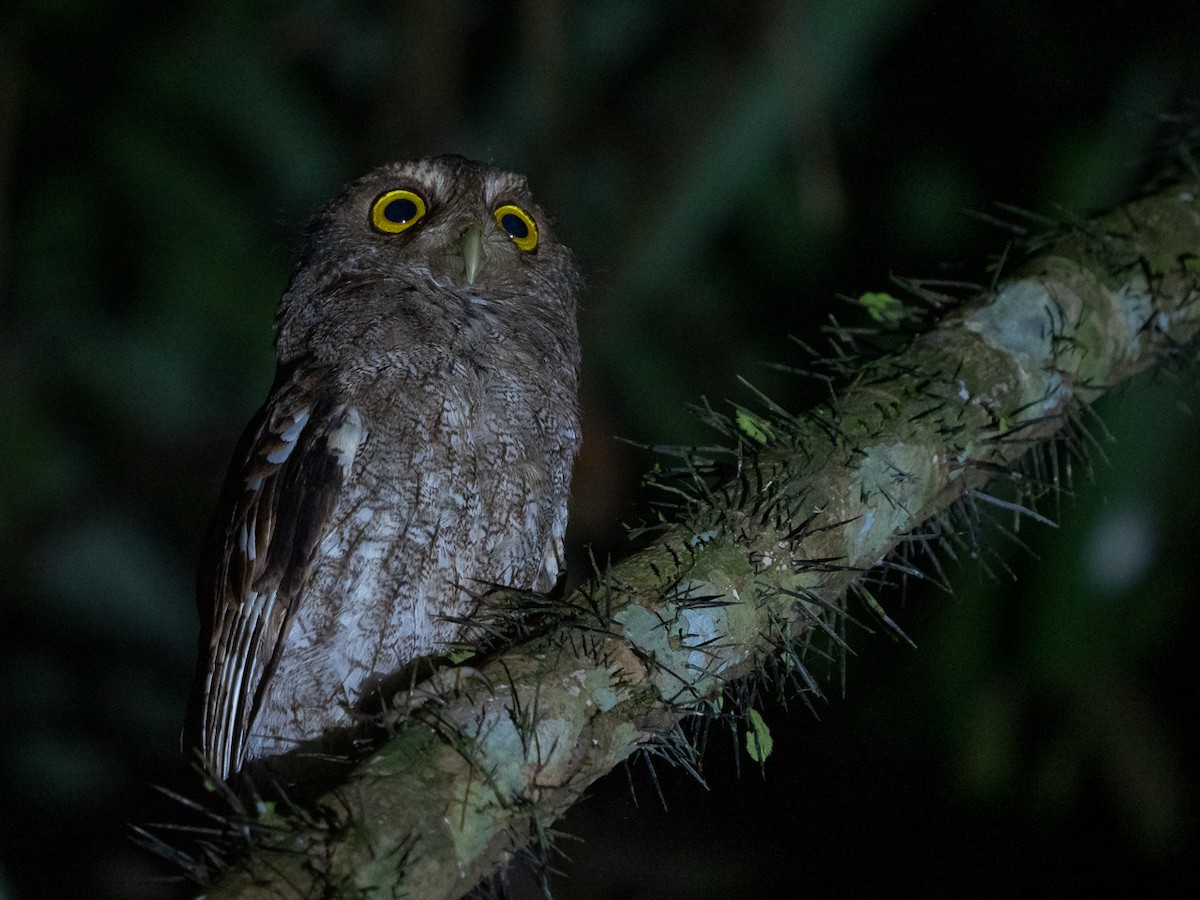 Choco Screech-Owl - ML251215161