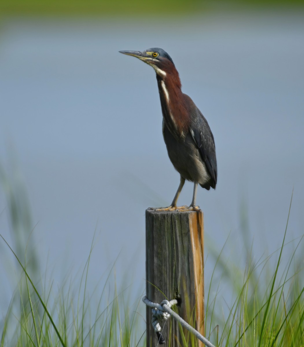 Green Heron - ML251215251