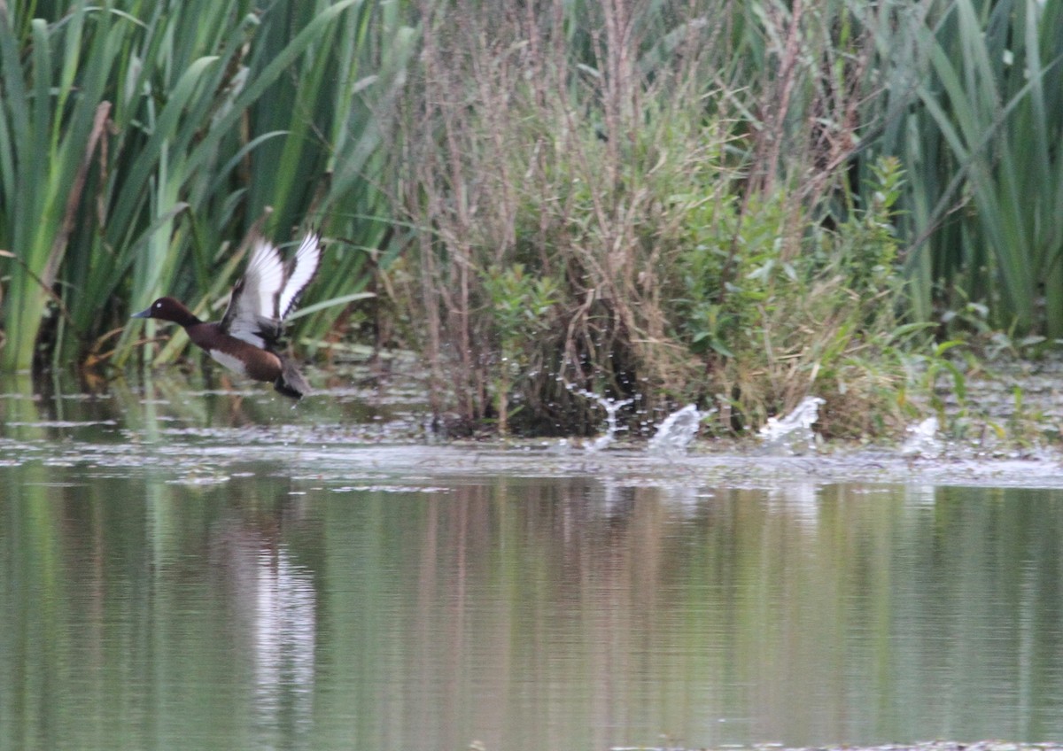 Ferruginous Duck - ML251215431