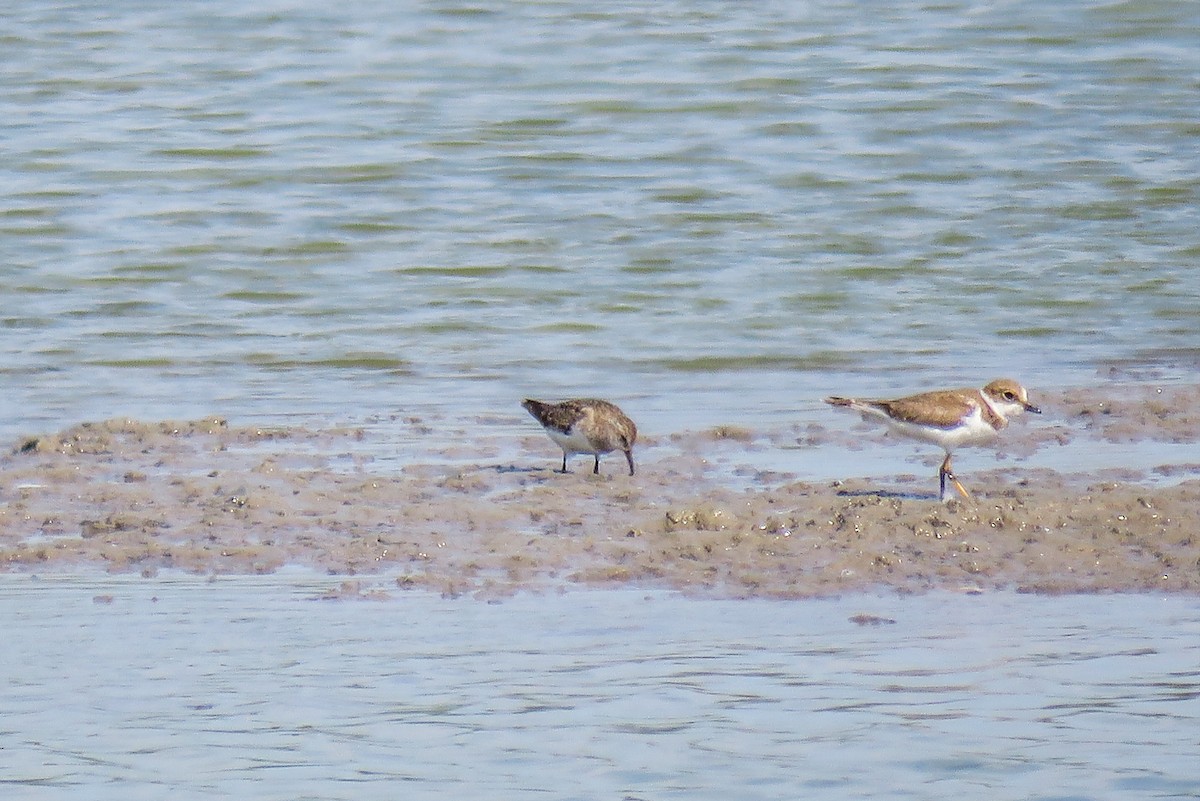 temmincksnipe - ML251215491
