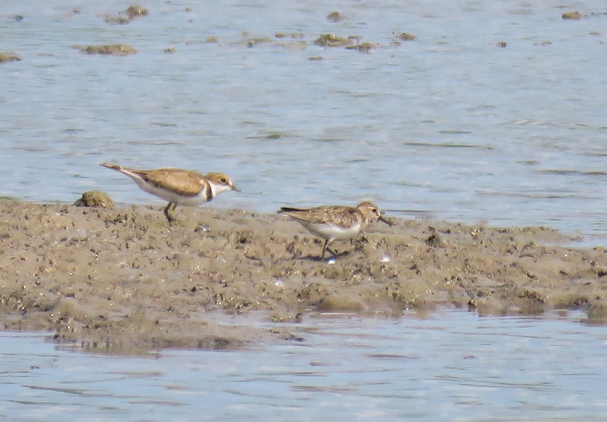 temmincksnipe - ML251215501