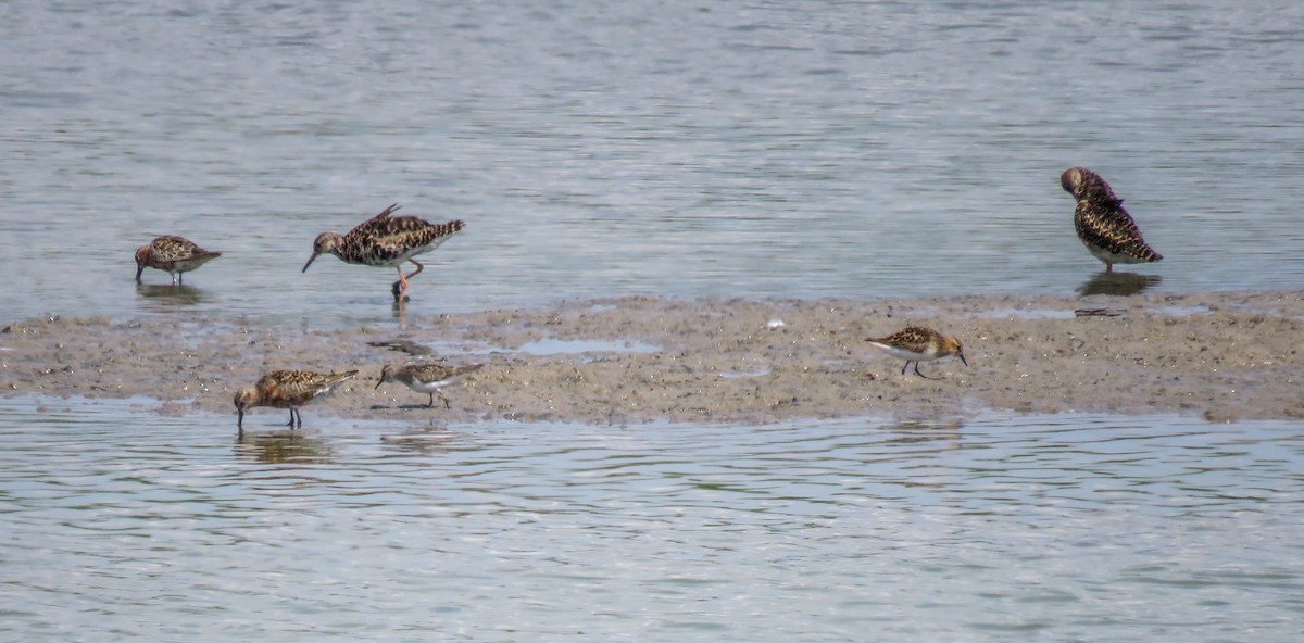 temmincksnipe - ML251215521