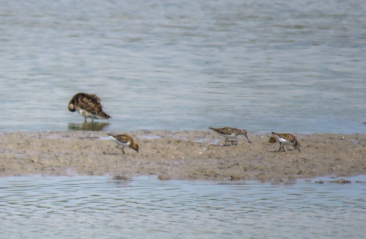temmincksnipe - ML251215541