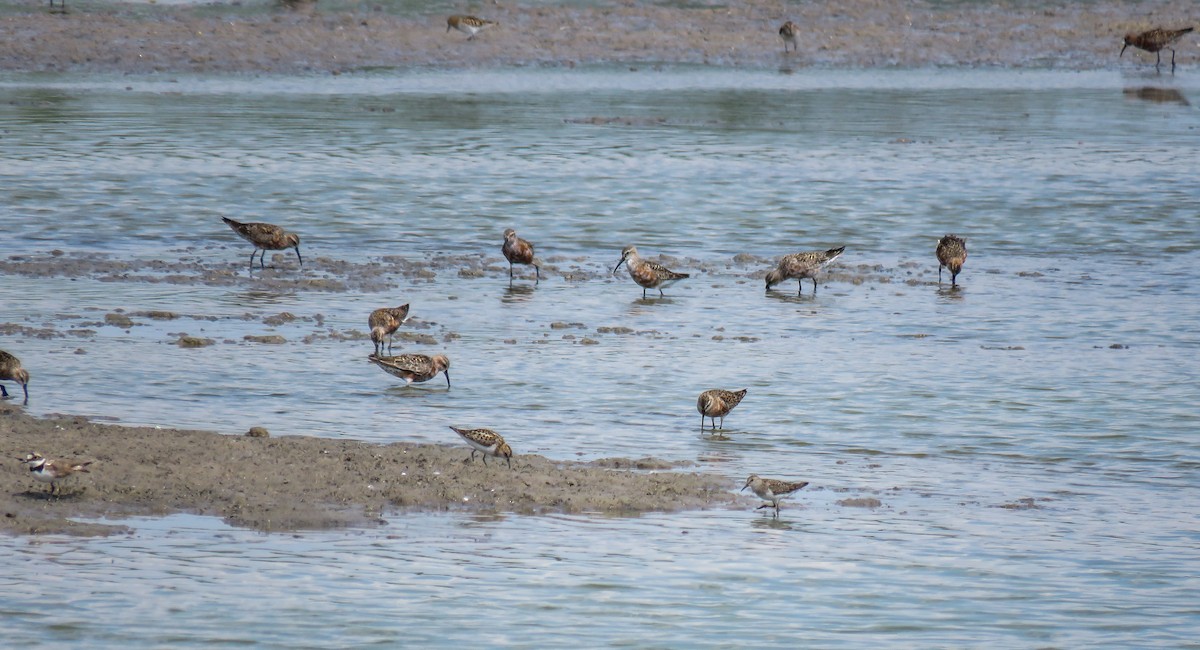temmincksnipe - ML251215551