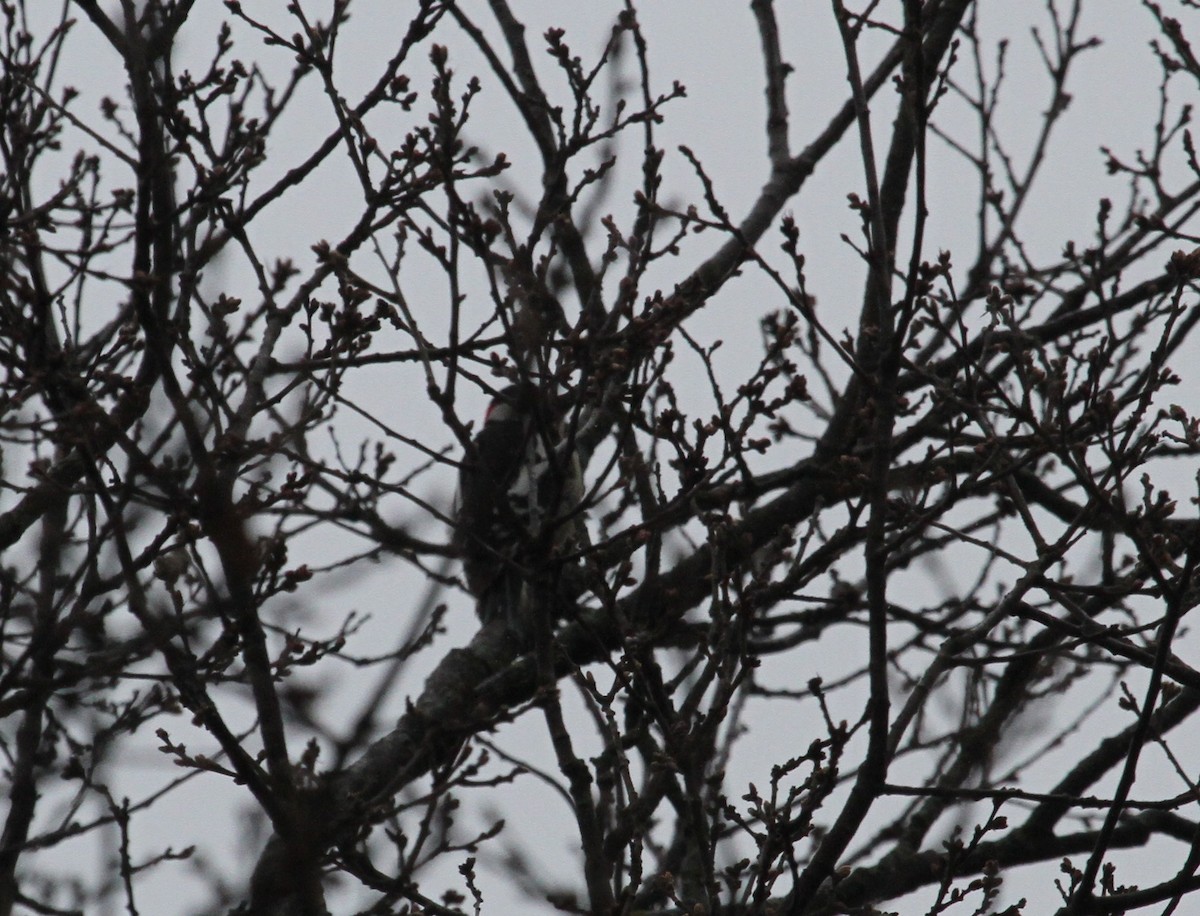 Great Spotted Woodpecker (Atlas) - ML251215901