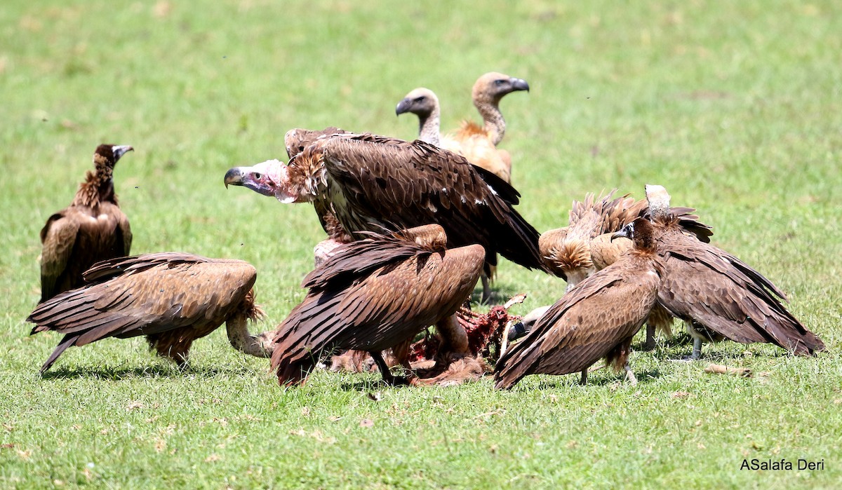 Lappet-faced Vulture - ML251216611