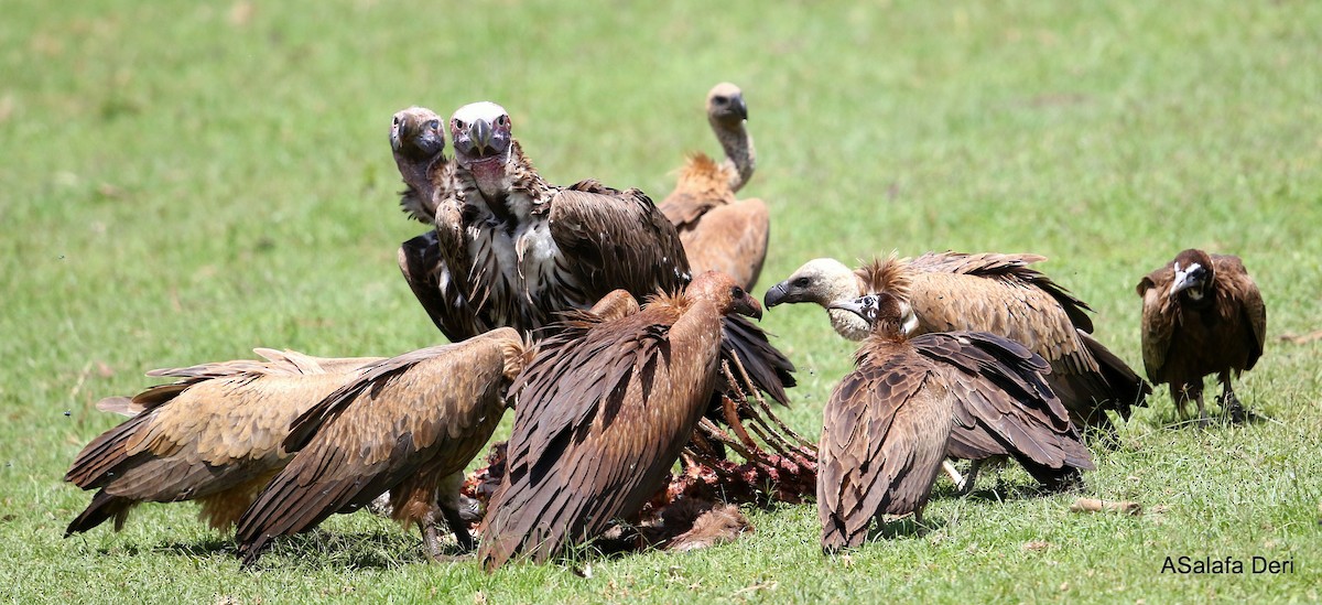 Lappet-faced Vulture - ML251216641
