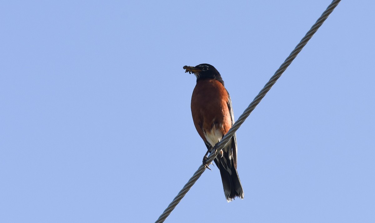 American Robin - ML251216911