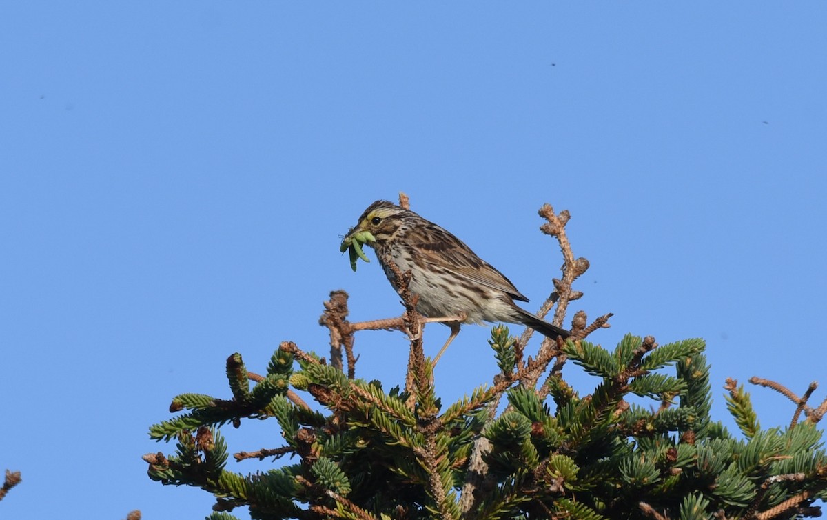 Savannah Sparrow - ML251216921