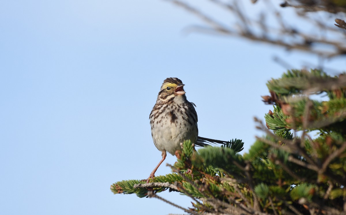 Savannah Sparrow - ML251216931