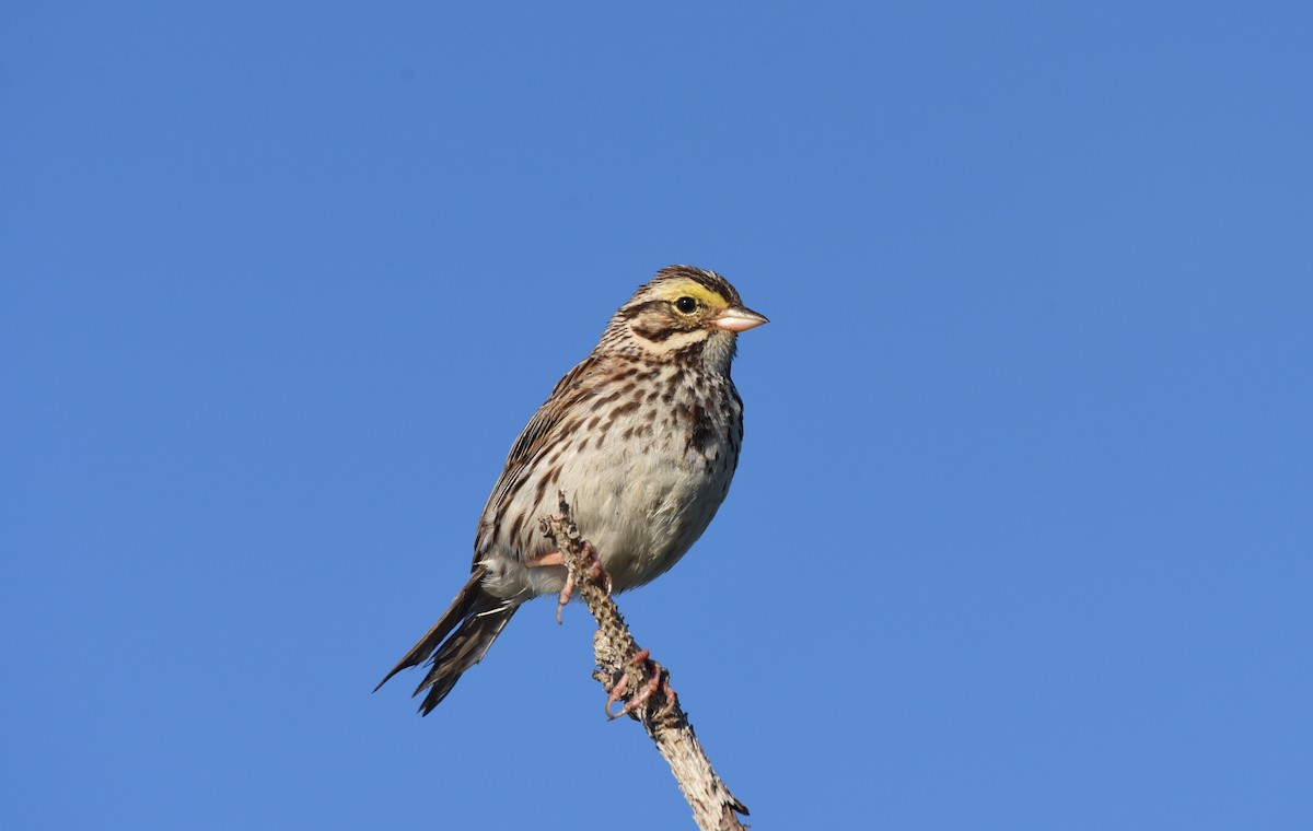 Savannah Sparrow - ML251216941