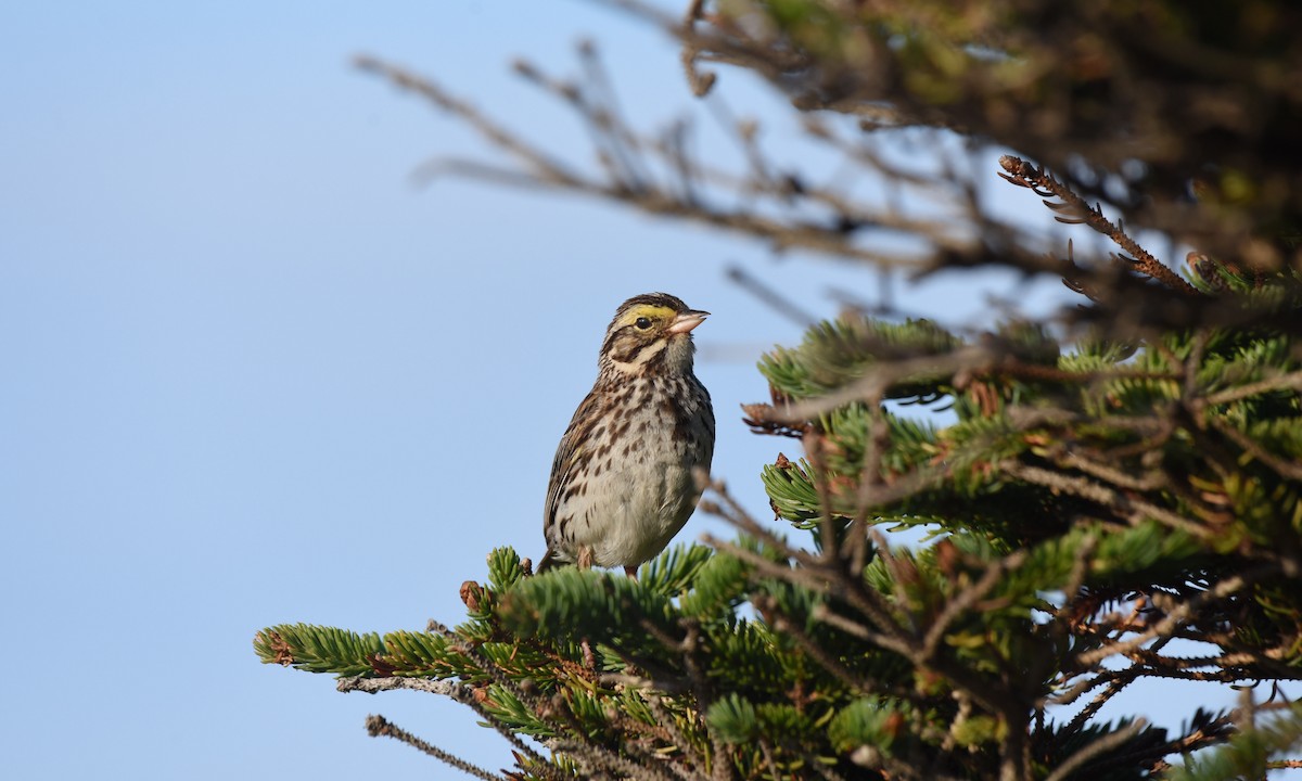 Savannah Sparrow - ML251216951
