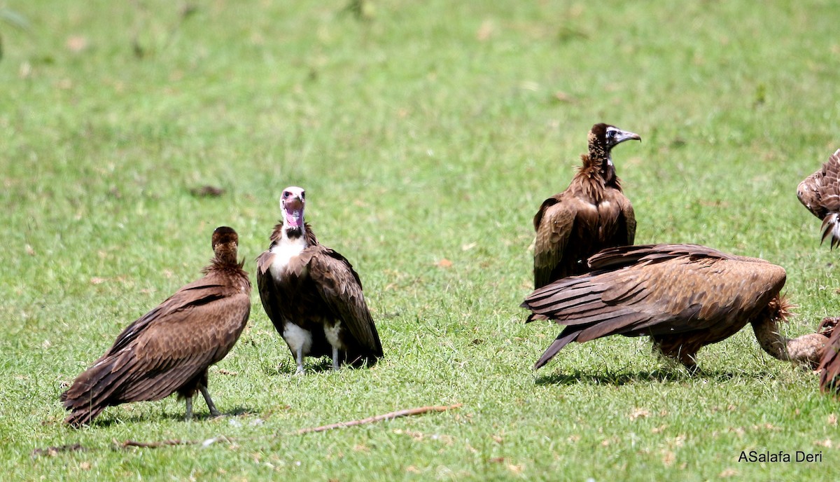 Hooded Vulture - ML251217291