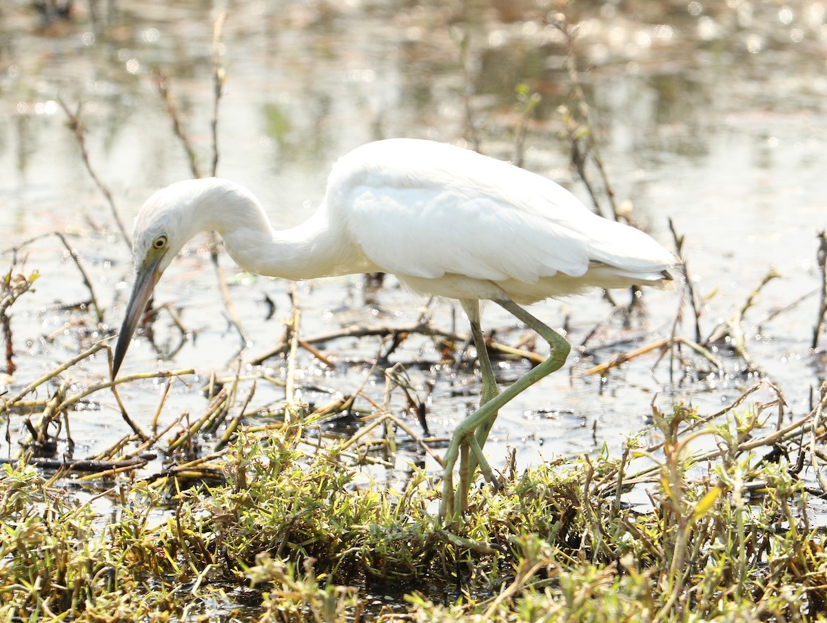 Little Blue Heron - ML25121791