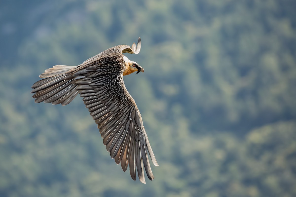 Bearded Vulture - Pascal De Munck