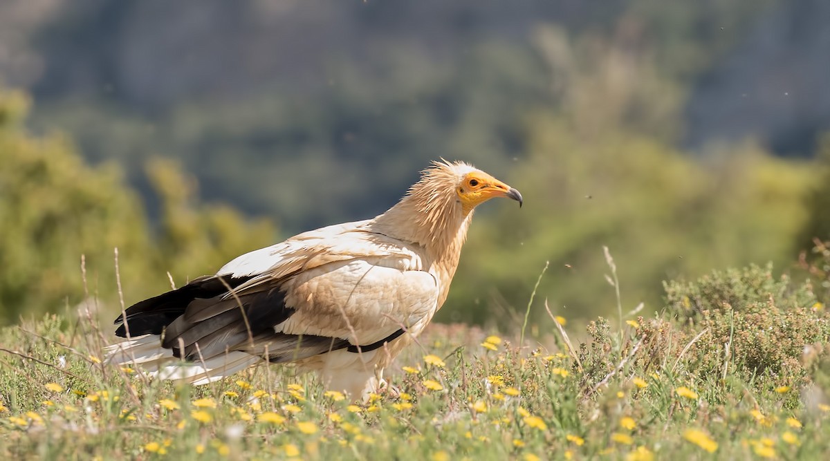 Egyptian Vulture - Pascal De Munck