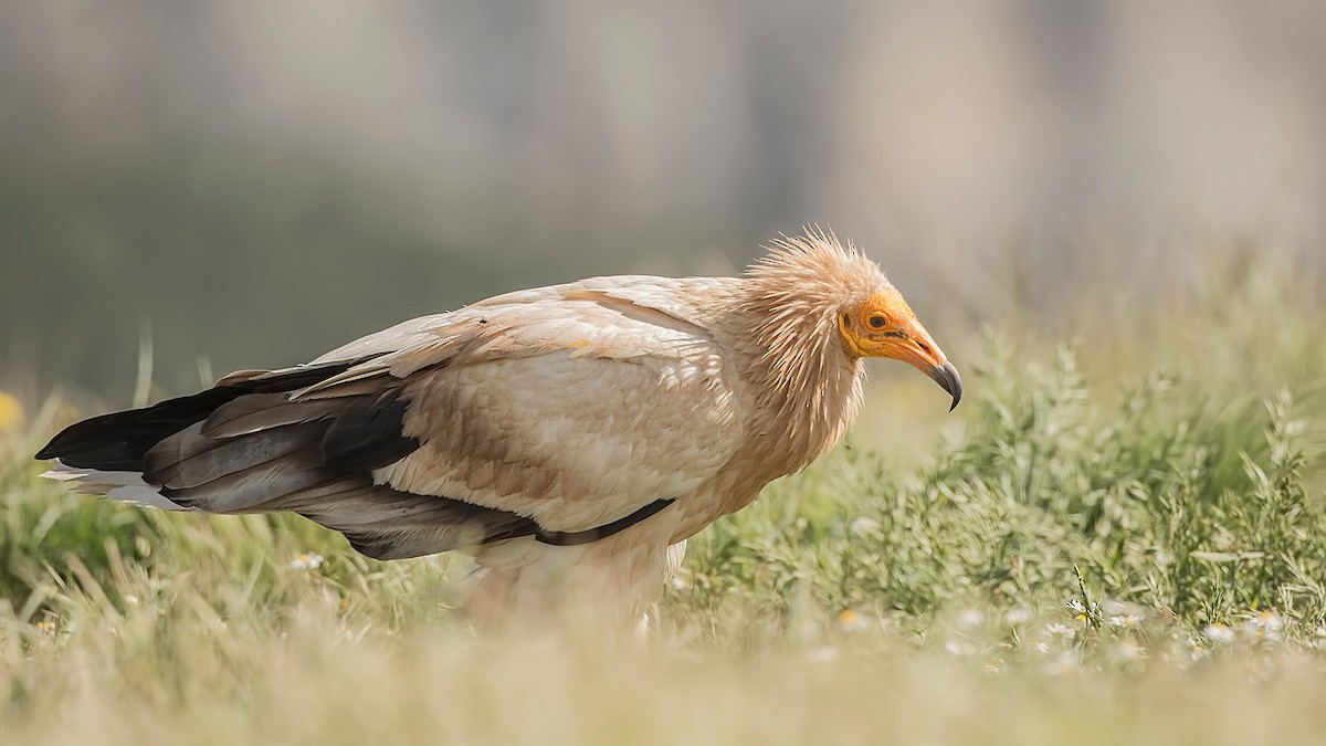 Egyptian Vulture - ML251220601