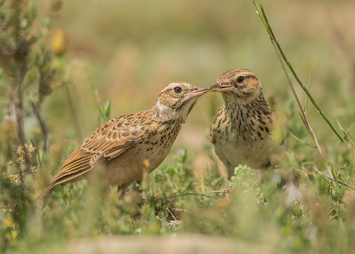 Wood Lark - ML251220771