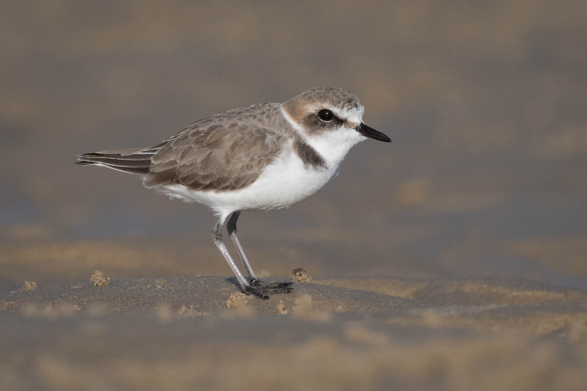 Kentish Plover - Terence Alexander