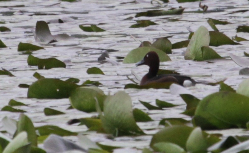 Ferruginous Duck - ML251222561