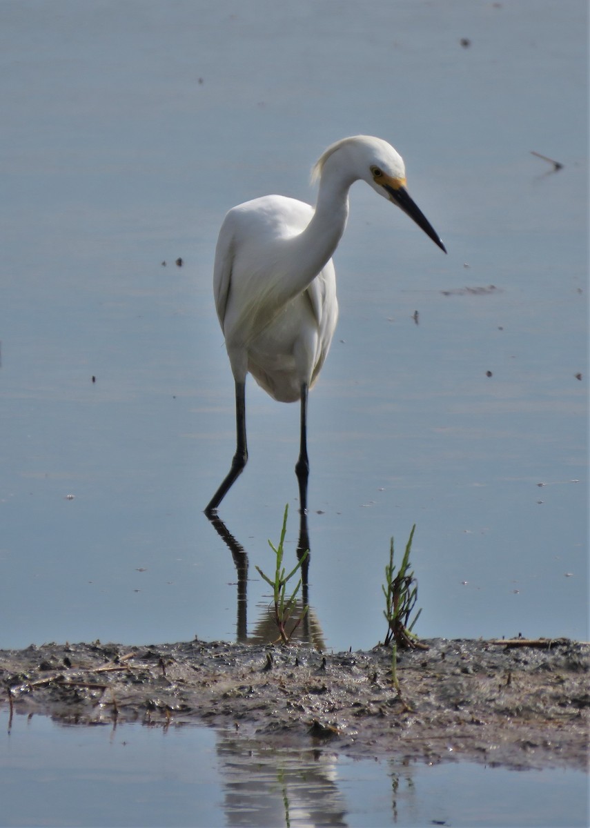 Snowy Egret - Jennifer Wilson-Pines