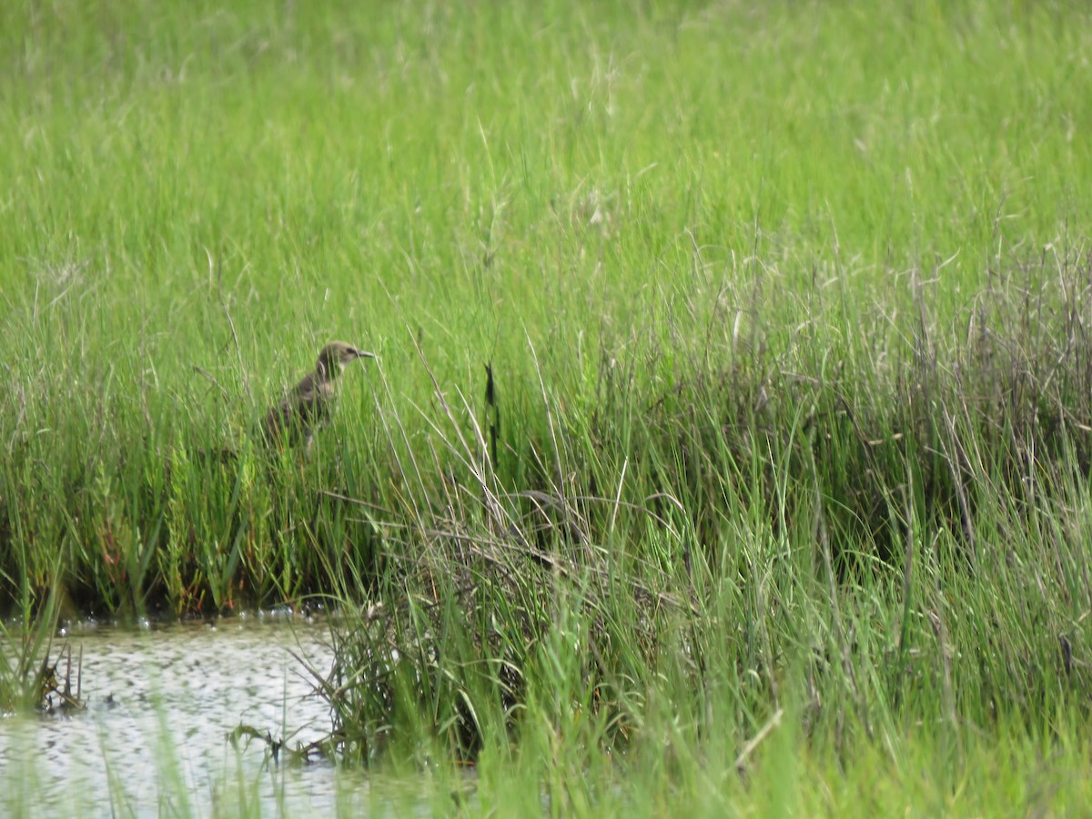 European Starling - ML251225531