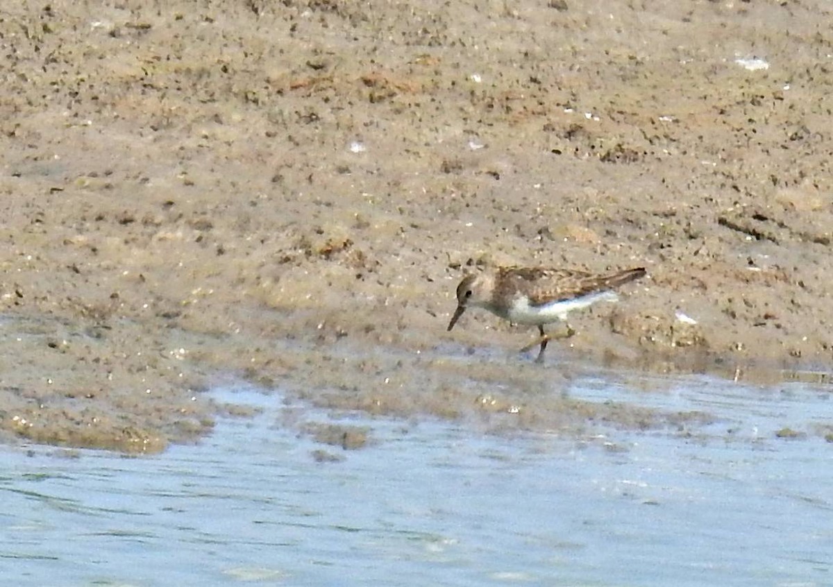 temmincksnipe - ML251228321