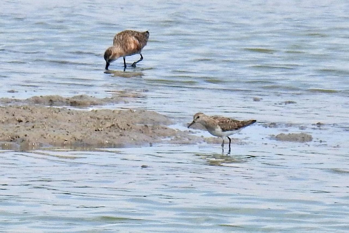 temmincksnipe - ML251228341