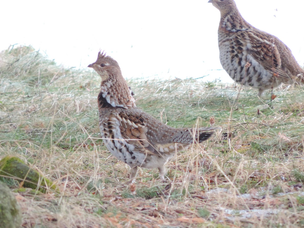 Ruffed Grouse - ML25122851