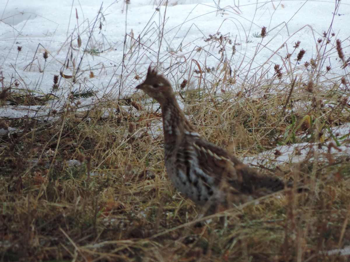 Ruffed Grouse - ML25122861