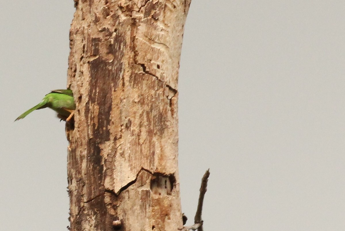 Brown-headed Barbet - ML251228971