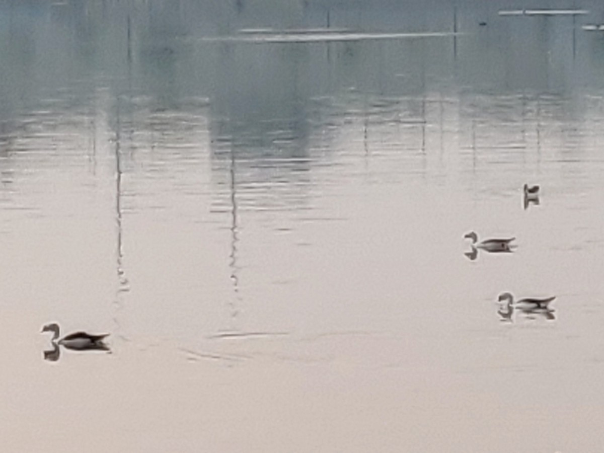 Knob-billed Duck - ML251229251