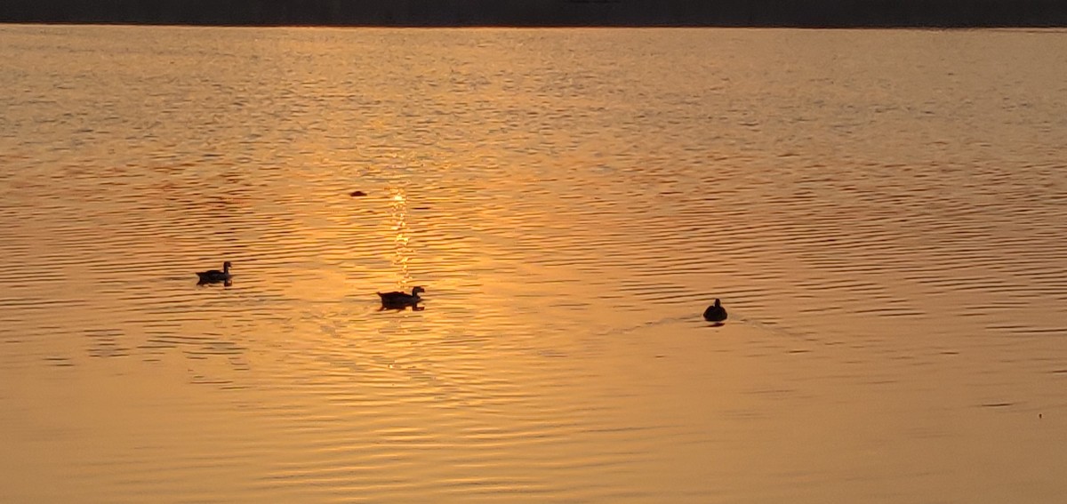 Knob-billed Duck - ML251229271