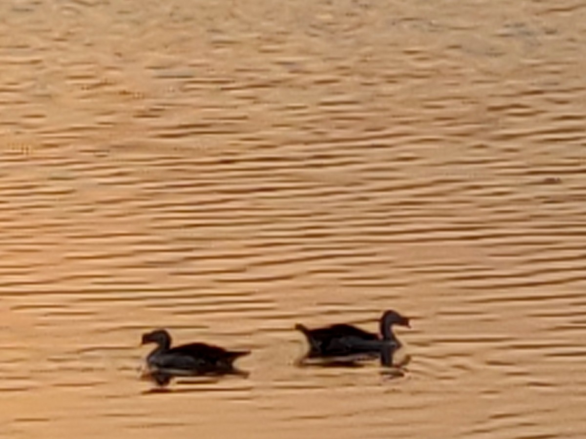 Knob-billed Duck - ML251229291