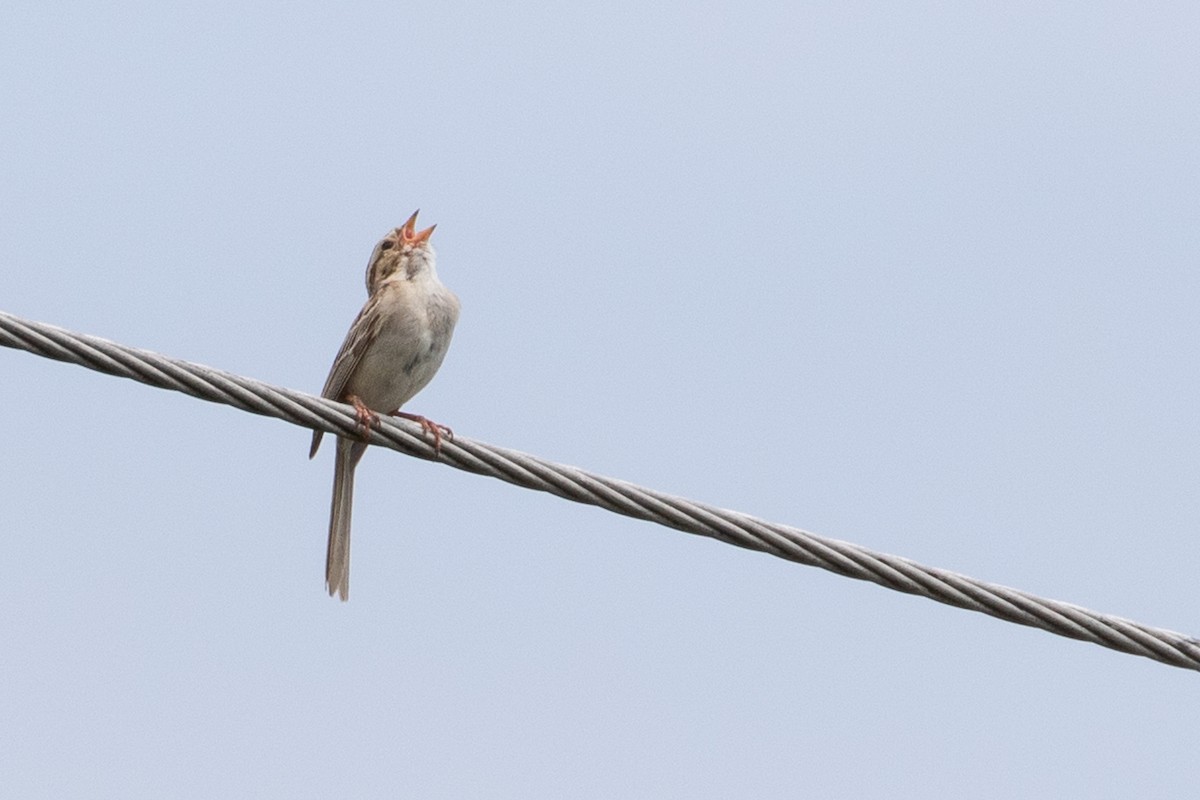 Clay-colored Sparrow - ML251234611