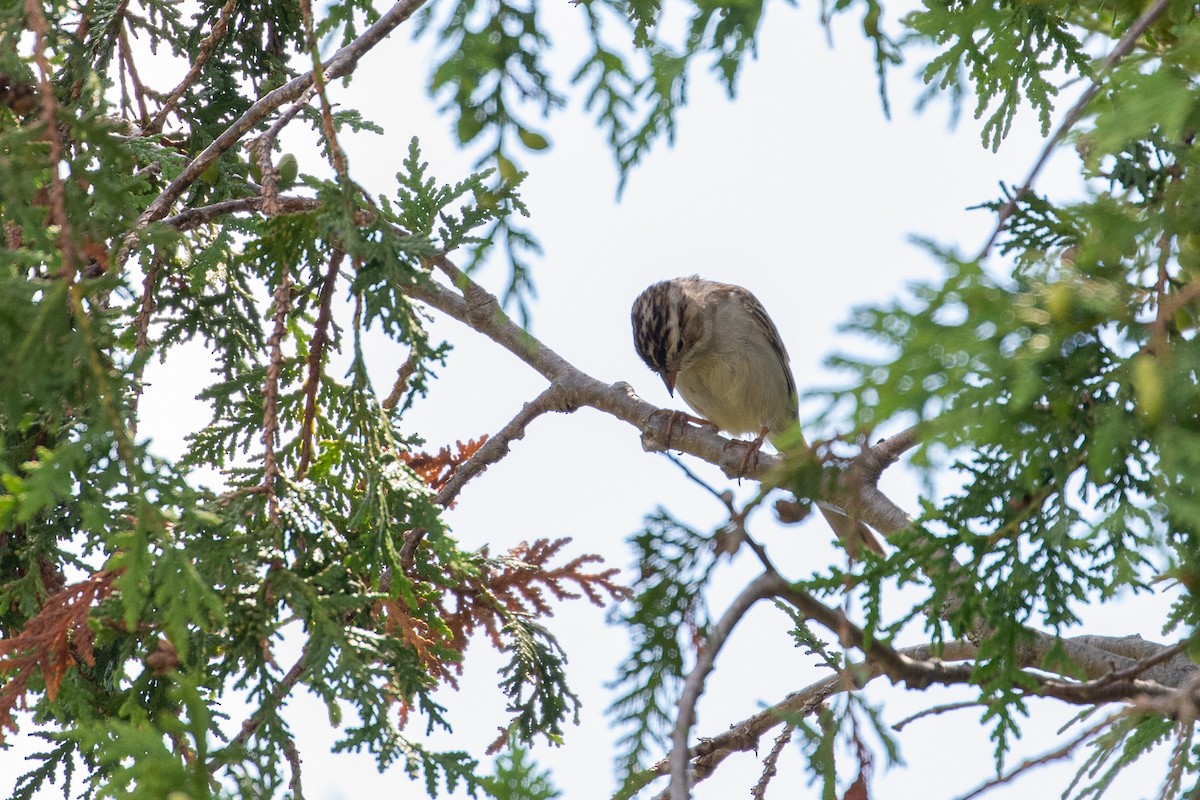 Clay-colored Sparrow - ML251234621