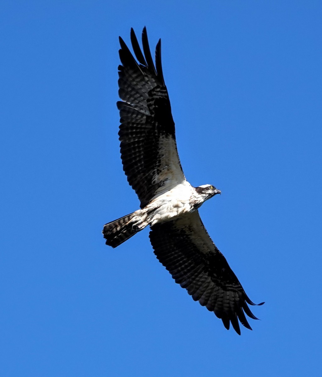 Águila Pescadora - ML251234741