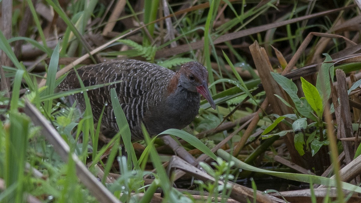 Slaty-breasted Rail - ML251234771