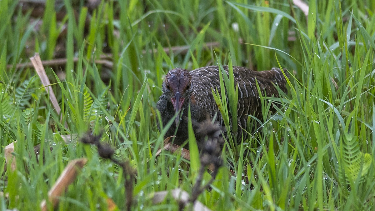 Slaty-breasted Rail - ML251234841